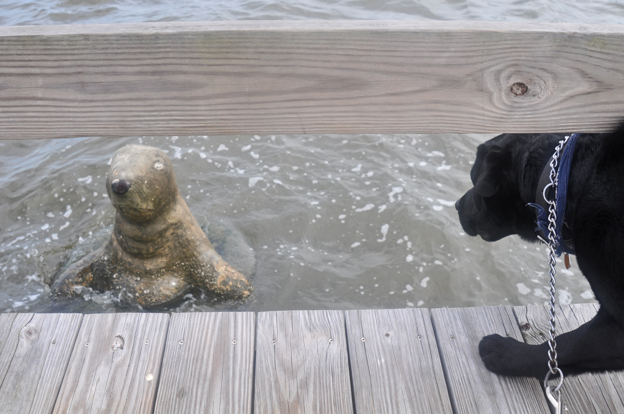 Zeno and Seal, Ormand Beach, FL, Aug.’10