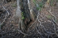 Big Cypress roots