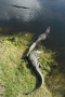Gators,  near Big Cypress Swamp Welcome Center