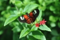 The Key West Butterfly Museum was a wonderful discovery: everyone entering smiled, as if returning to the Garden of Eden