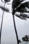 Wind-tossed palms, the hurricane icon