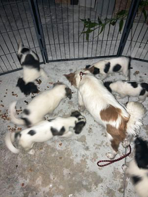 Mother reunited with pups at the half-way house in Miami (image kindness of Sali)