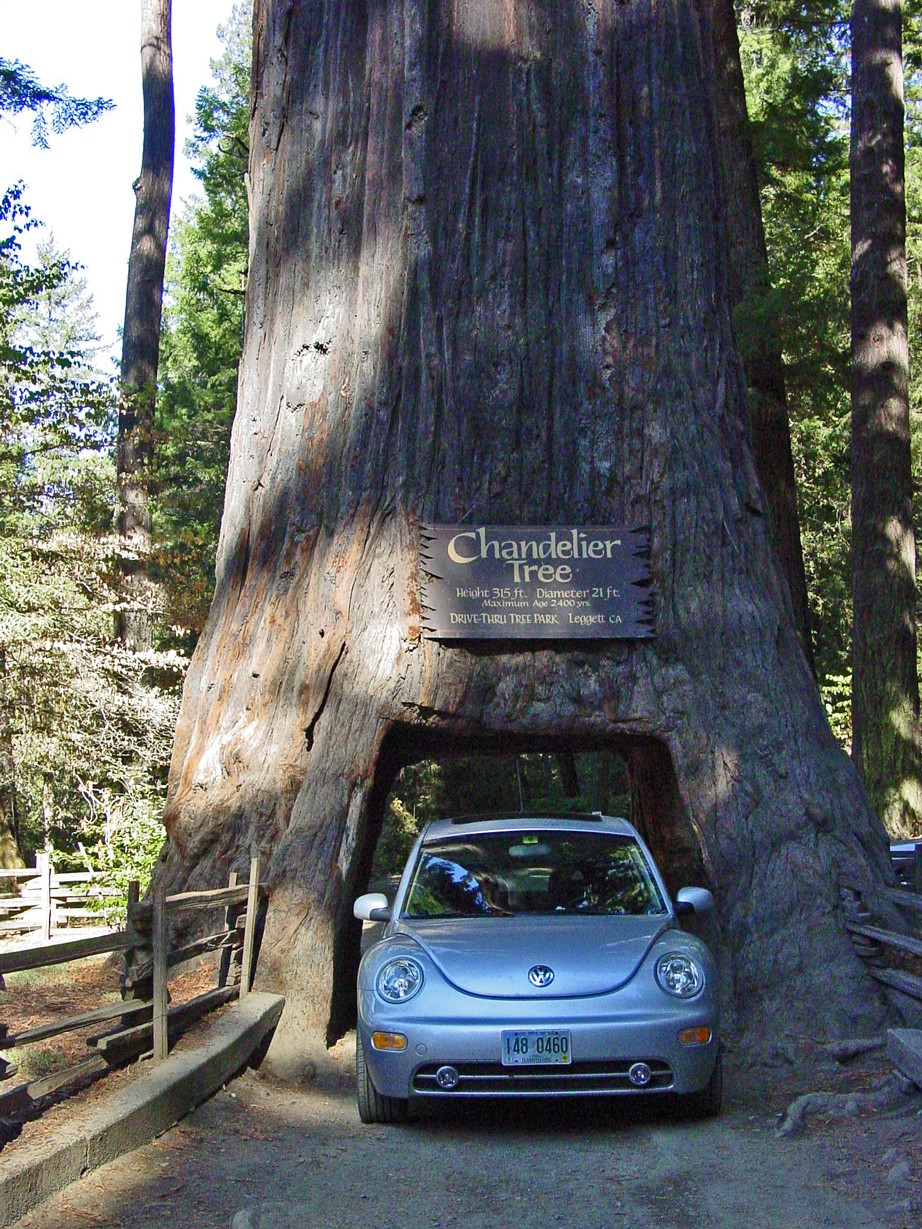Chandelier Drive-thru Tree, Leggett, CA