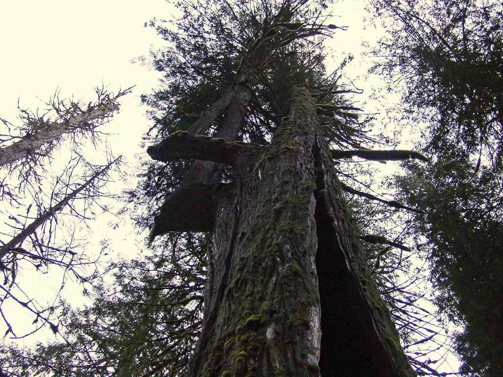 Thunder Creek trees, No. Cascades Nat'l Park, WA