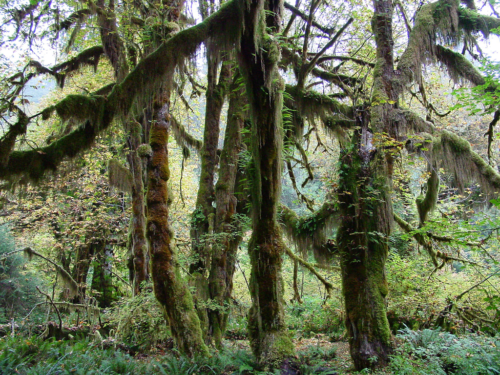 Hoh Rain Forest, Olympic National Park, WA