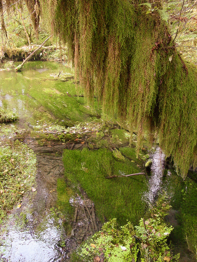 Hoh Rain Forest, Olympic National Park, WA