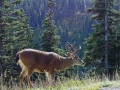 Black-tailed deer, Olympic National Park, WA