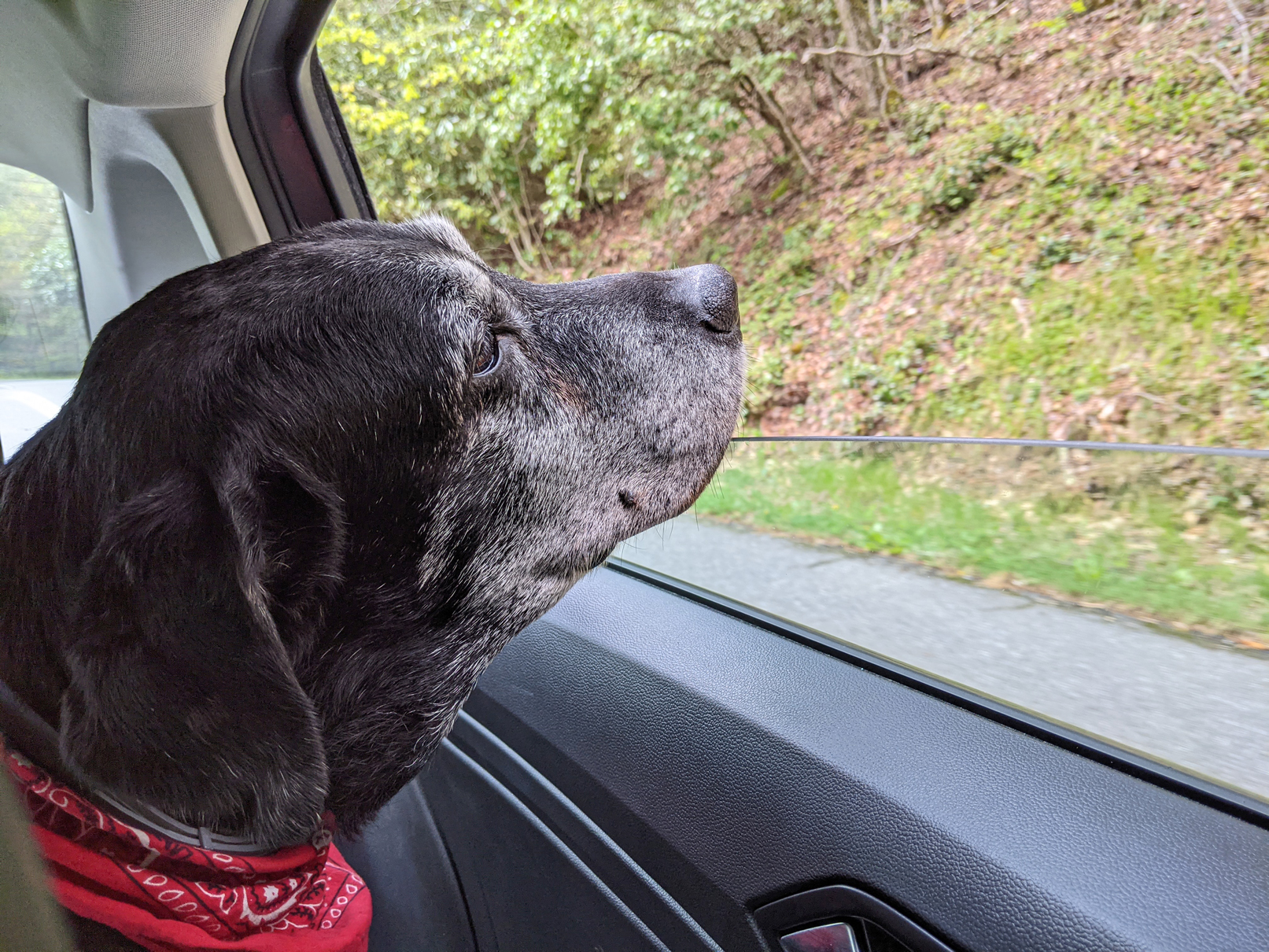 Zeno, the fearless Border Patrol dog, back in mountains of pungent smells, Blue Ridge Parkway (BRP), NC