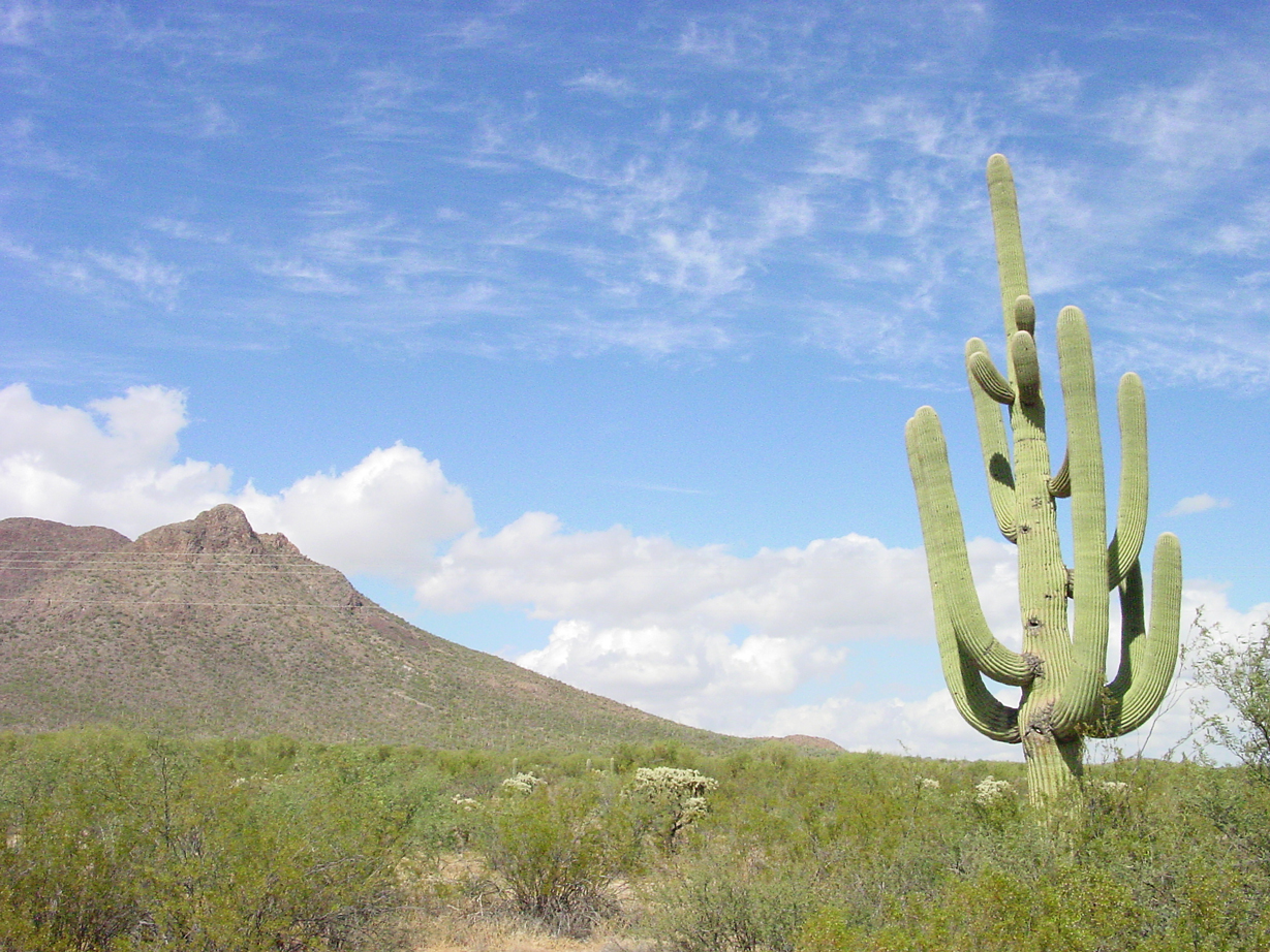 Rt. 85, nr. Organ Pipe Cactus Nat’l Monument, AZ